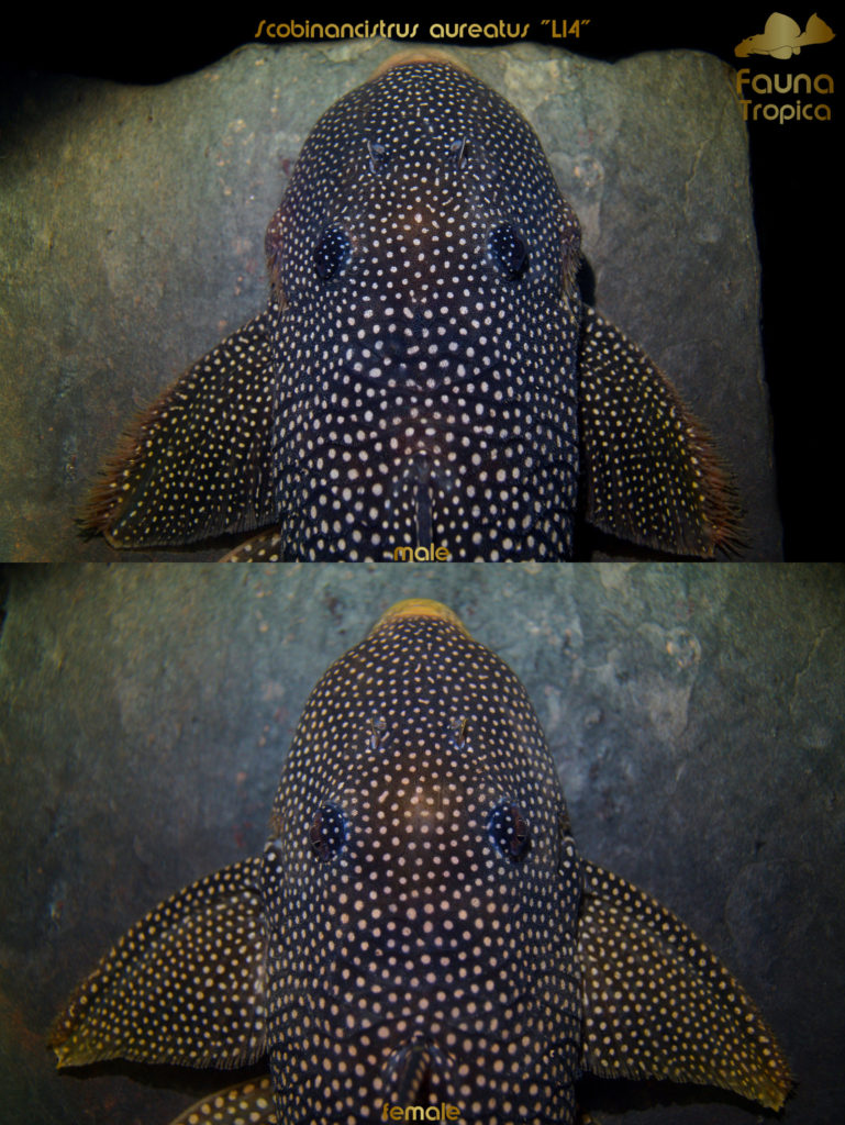 Scobinancistrus aureatus “L14” - top view head male and female