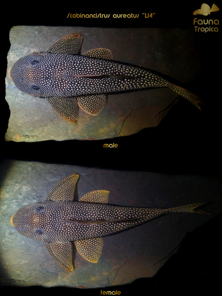 Scobinancistrus aureatus “L14” - top view male and female