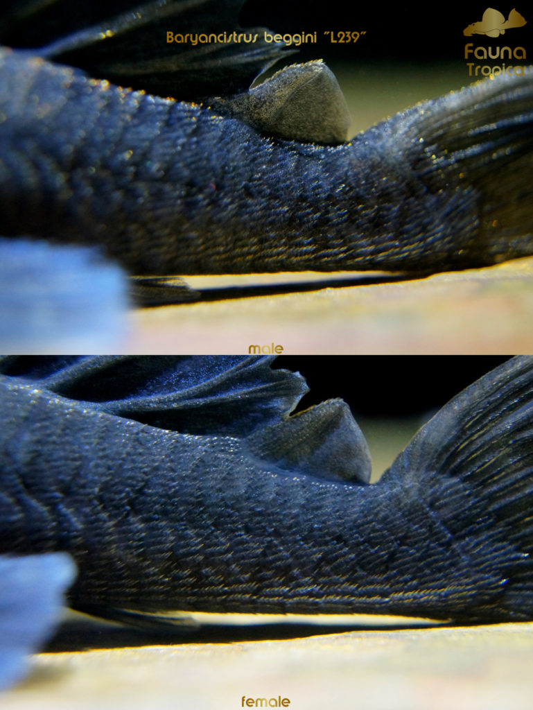 Baryancistrus beggini "L239" - odontodes on tail male and female