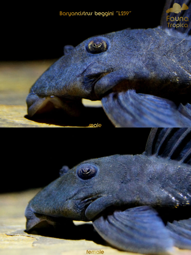 Baryancistrus beggini "L239" - side view head male and female