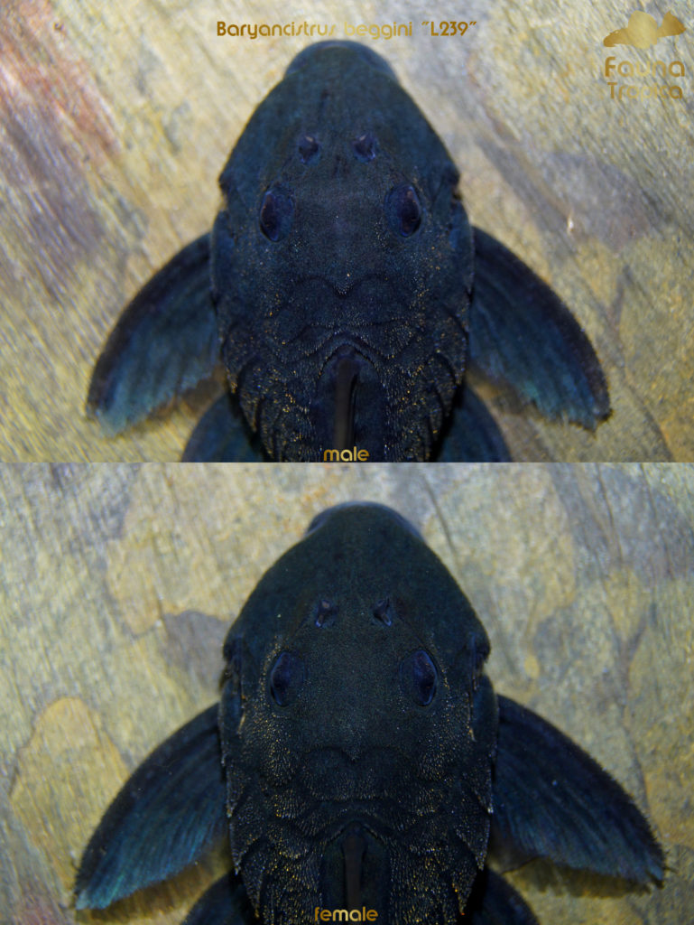 Baryancistrus beggini "L239" - top view head male and female