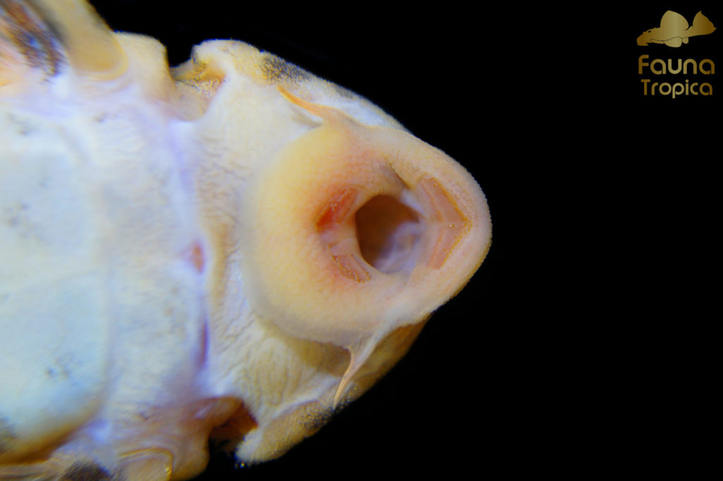 Peckoltia compta “L134” - mouth