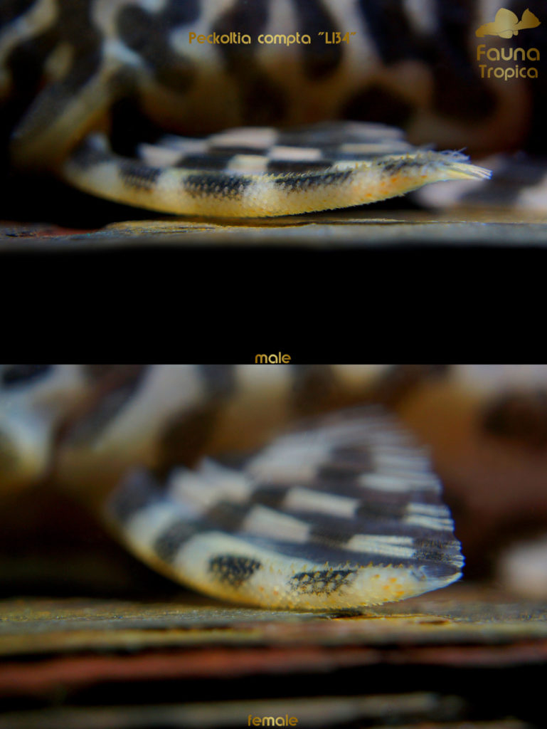 Peckoltia compta “L134” - odontodes on pectoral fins male and female