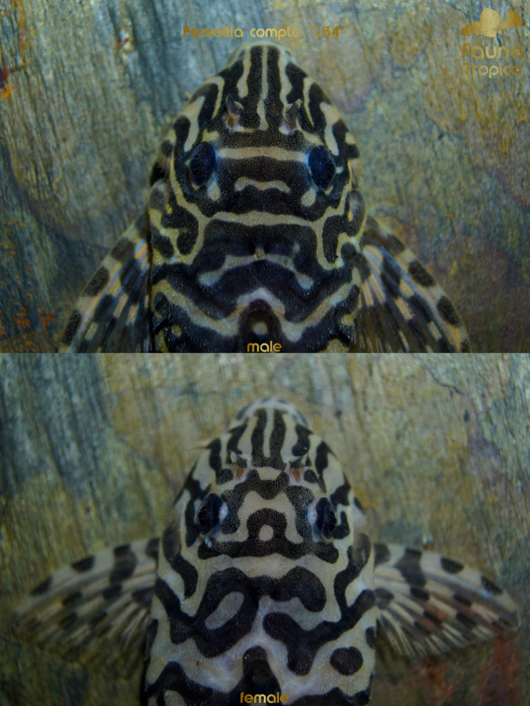 Peckoltia compta "L134" - top view head male and female