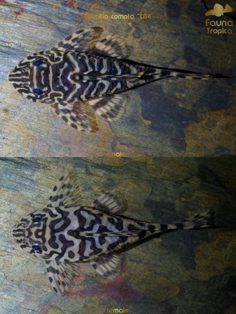 Peckoltia compta "L134" - top view male and female