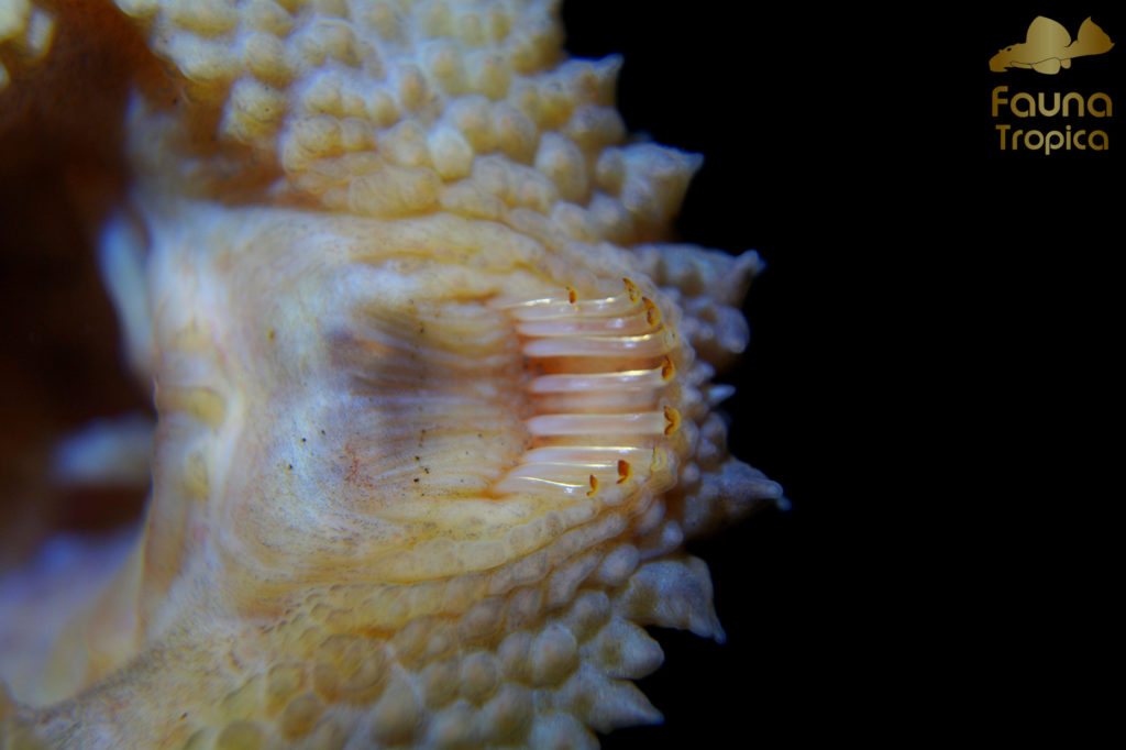 Pseudacanthicus cf. spinosus "L160"- mouth close-up teeth