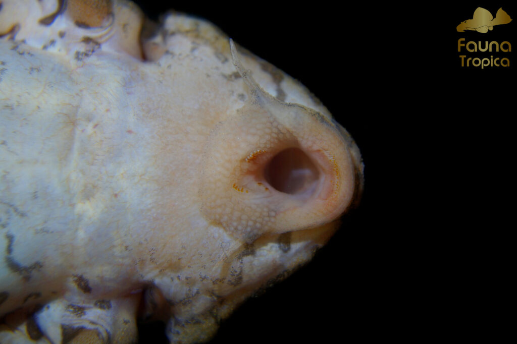Hypancistrus sp. "L236" - mouth