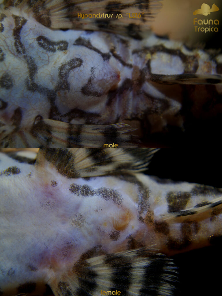 Hypancistrus sp. “L236” - genital papilla male and female
