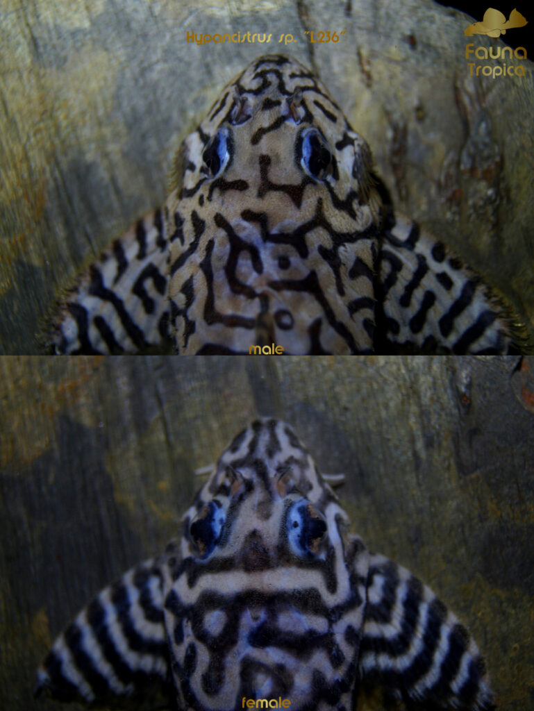 Hypancistrus sp. “L236” - top view head male and female
