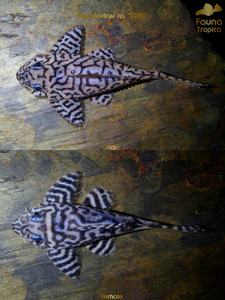 Hypancistrus sp. “L236” - top view male and female